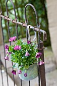 Violette Blumen in verzinktem Topf an altes Metallgitter aufgehängt