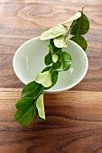 A sprig of lemon leaves balanced across a porcelain dish