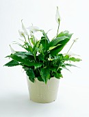 Peace lilies (Spathiphyllum) in a flower pot
