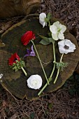 Various spring flowers on a tree stump