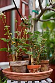 Various types of geraniums in terracotta dish