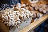 A crate of shimeji mushrooms on a market stall