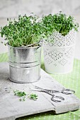 Cress in small buckets next to a pair of scissors