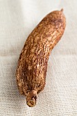 A cassava root