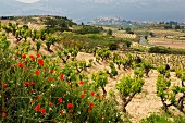 Mohnblumen im Frühling in den Weinbergen bei Laguardia, Alava, Spanien