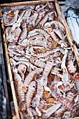 Fresh mantis shrimps in a wooden crate