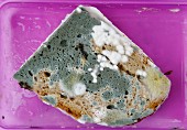 Mouldy bread in a lunch box