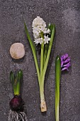 White and purple hyacinths on stone slab