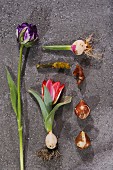 Verschiedene Tulpen und Zwiebeln auf Steinplatte