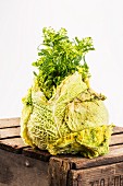 An old flowering Savoy cabbage