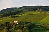 Tignanello Weinberg beim Weingut Antinori Santa Cristina in Mercatale Val di Pesa, Toskana, Italien