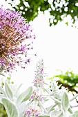 Flowering allium and Stachys (woundwort)