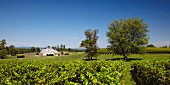 Boxwood Weingut mit seinem Cabernet Sauvignon Weinberg, Middleburg, Virginia, USA