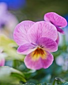 Purple viola flower (close-up)