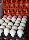 Thailändische Eier in gestapelten Eierkartons