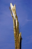 A tree after a lightning strike