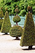 Formgeschnittene Buchsbäume im Versailler Schlosspark