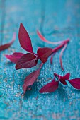 Amaranth leaves on a blue surface