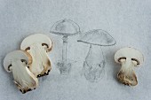 A pencil drawing of mushrooms with fresh mushrooms