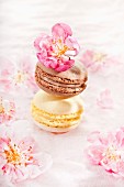 Two macaroons with apple blossom