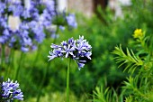 African lily in garden (Agapanthus 'Blue Triumphator')