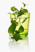 Fresh mint in a glass of water
