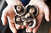 A child holding field mushrooms