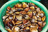 Venus clams in a plastic basket at a market in Heiphong, Vietnam
