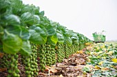 Brussels sprouts in a field being harvested by machine