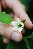 A hand showing a flower on a chilli plant