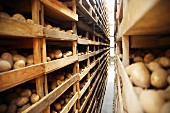 Jersey Royal Potatoes drying on wooden shelves
