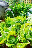 Vegetables in a garden being watered