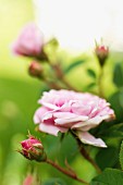 Pink rose and rosebuds