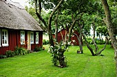 Knorrige Bäume in gepflegtem schwedischem Garten, seitlich Holzhaus mit Reetdach