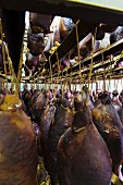 Hams hanging up to dry