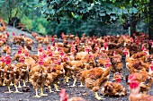 Viele Hühner auf dem Bauernhof