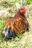 A live chicken sitting in a field