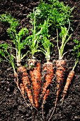 Frisch geerntete Karotten auf Erde liegend