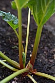 A rhubarb plant in the garden