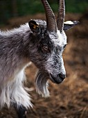 A goat in a farmyard (close-up)