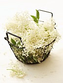 Fresh elderflowers in a wire basket