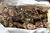 A crate of fresh oysters