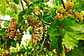 Grapes on a vine