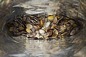 A bag of pumpkin seeds (seen from above)