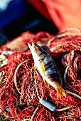 Frisch gefangener Meerwasserfisch auf Fischernetz