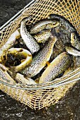 Carinthian brown trout in a hand net (Austria)
