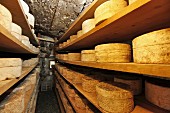 Bleu de Termignon (French blue cheese) in a ripening cellar