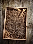 Chef's tip: black salsify stored in a box of sand