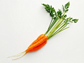 Three carrots with leaves