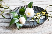 White gardenia flowers and a sprig of mistletoe in a small tart tin on a knitted surface